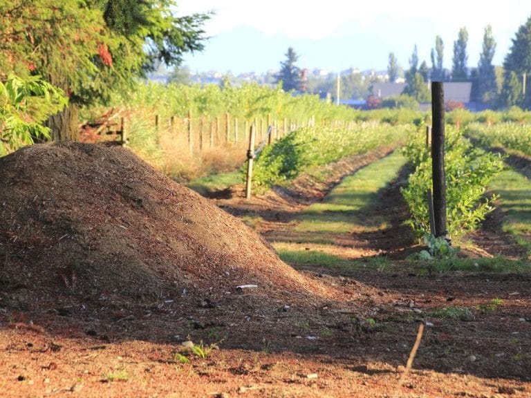 14+ Uses for Sawdust in the Garden With Tutorials Gardening