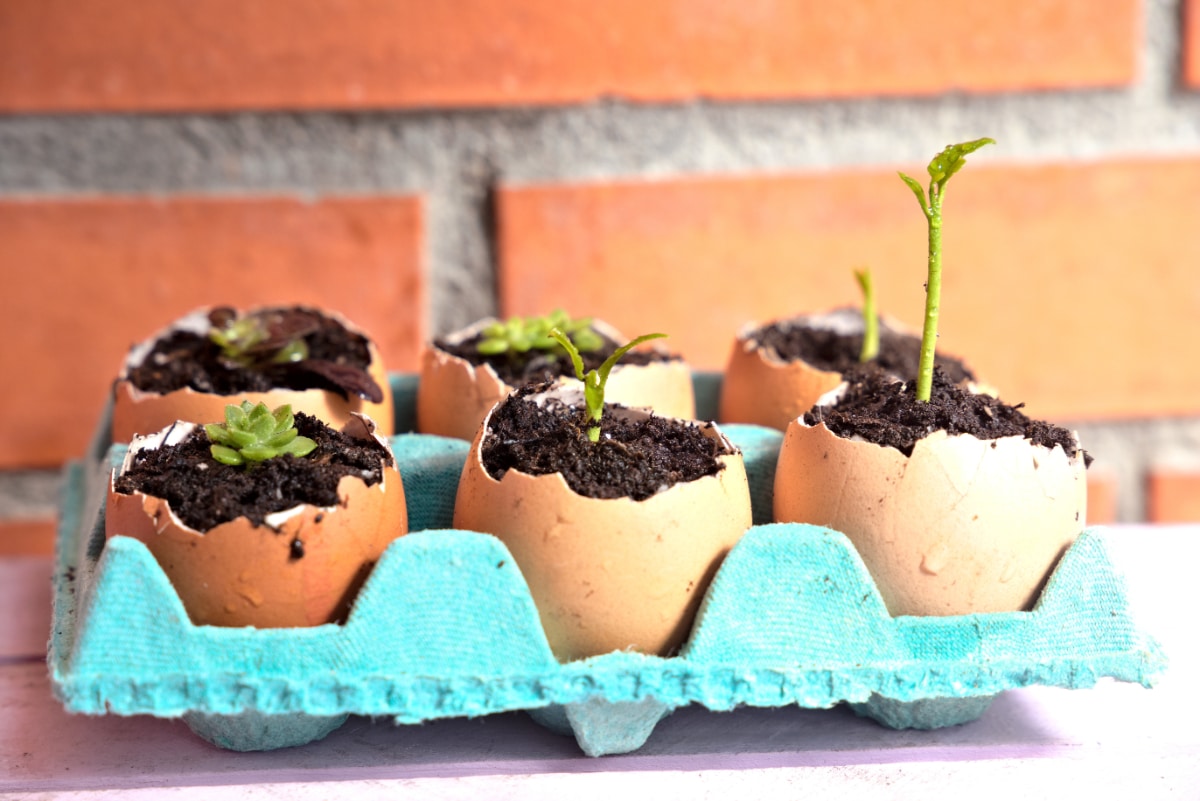 Seedling in Eggshell