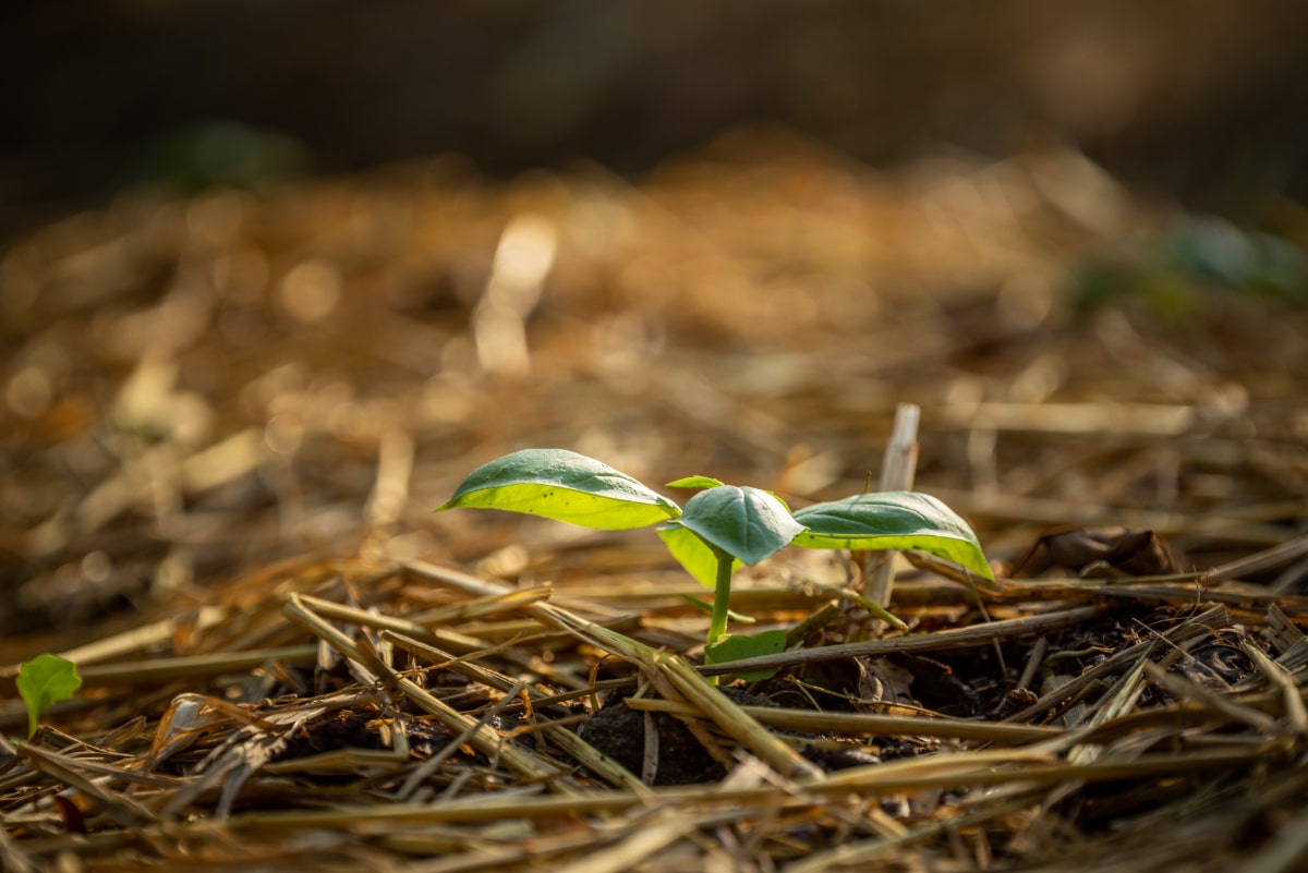 Plant Straw 