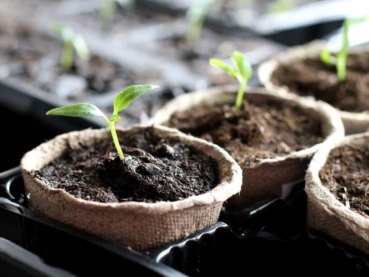 Seedlings