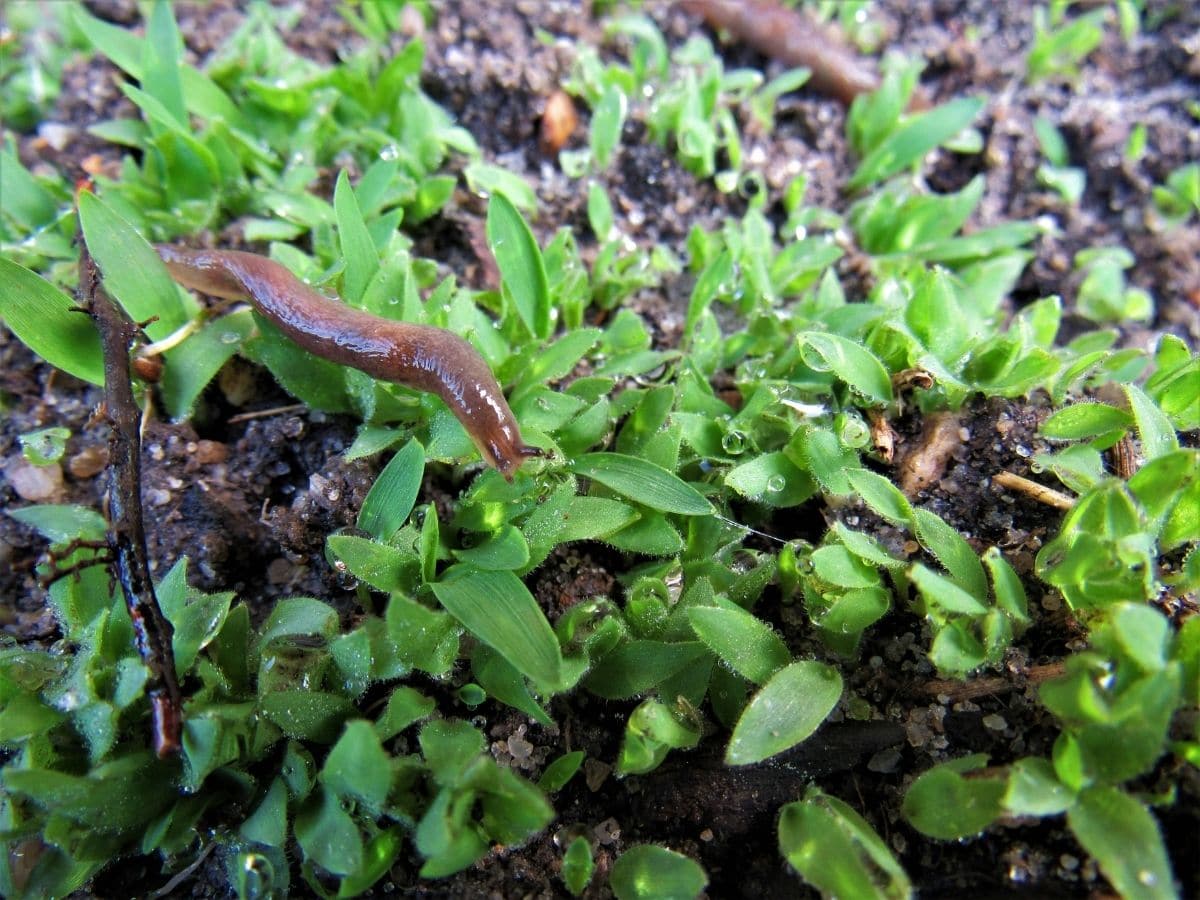 Slug in the garden