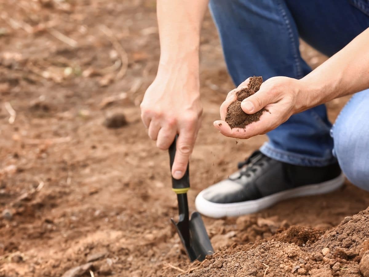 Soil test