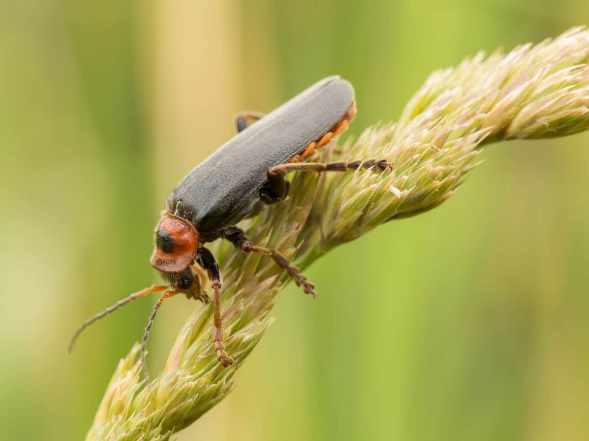 Soldier beetles