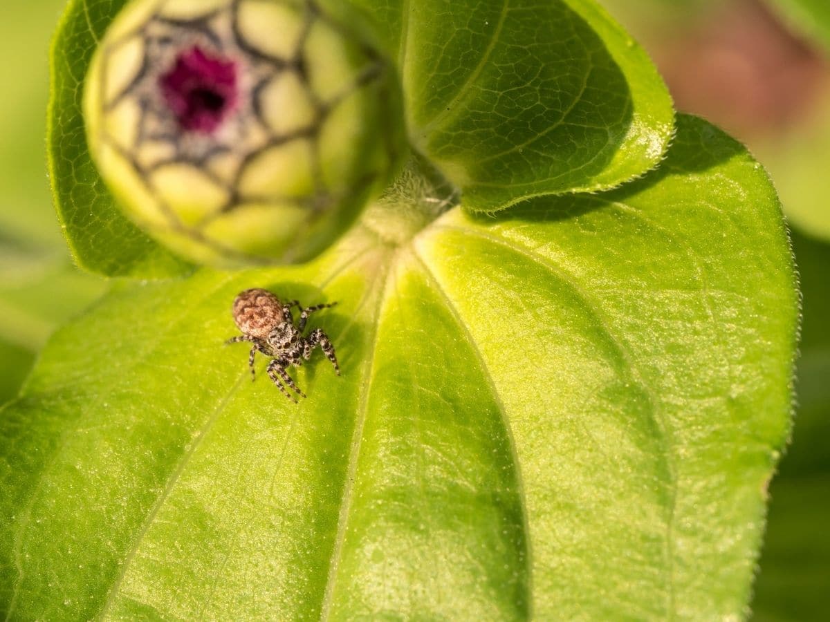 Spider on a plant