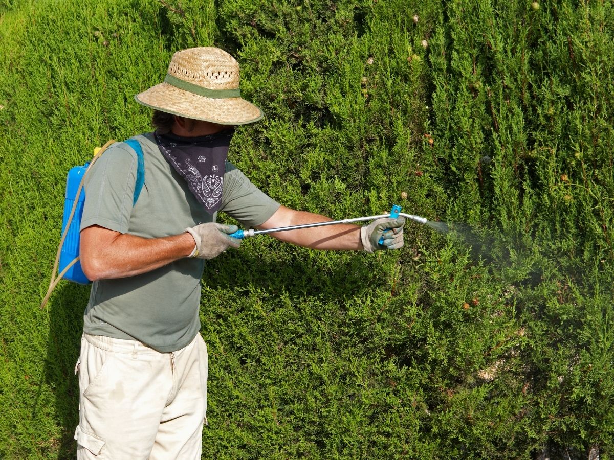 Spraying pesticides