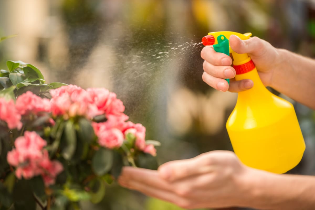 Spraying the garden