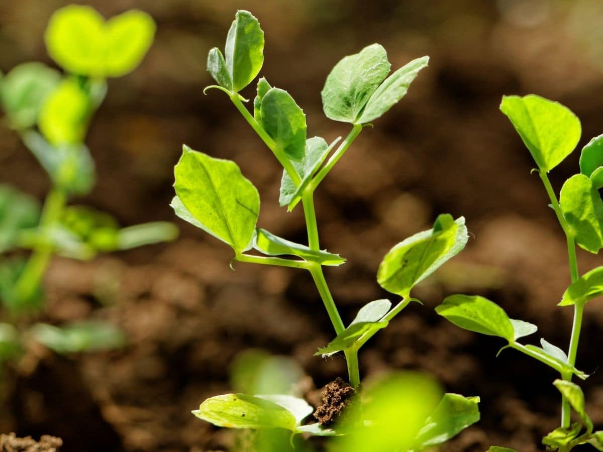 Spring Peas