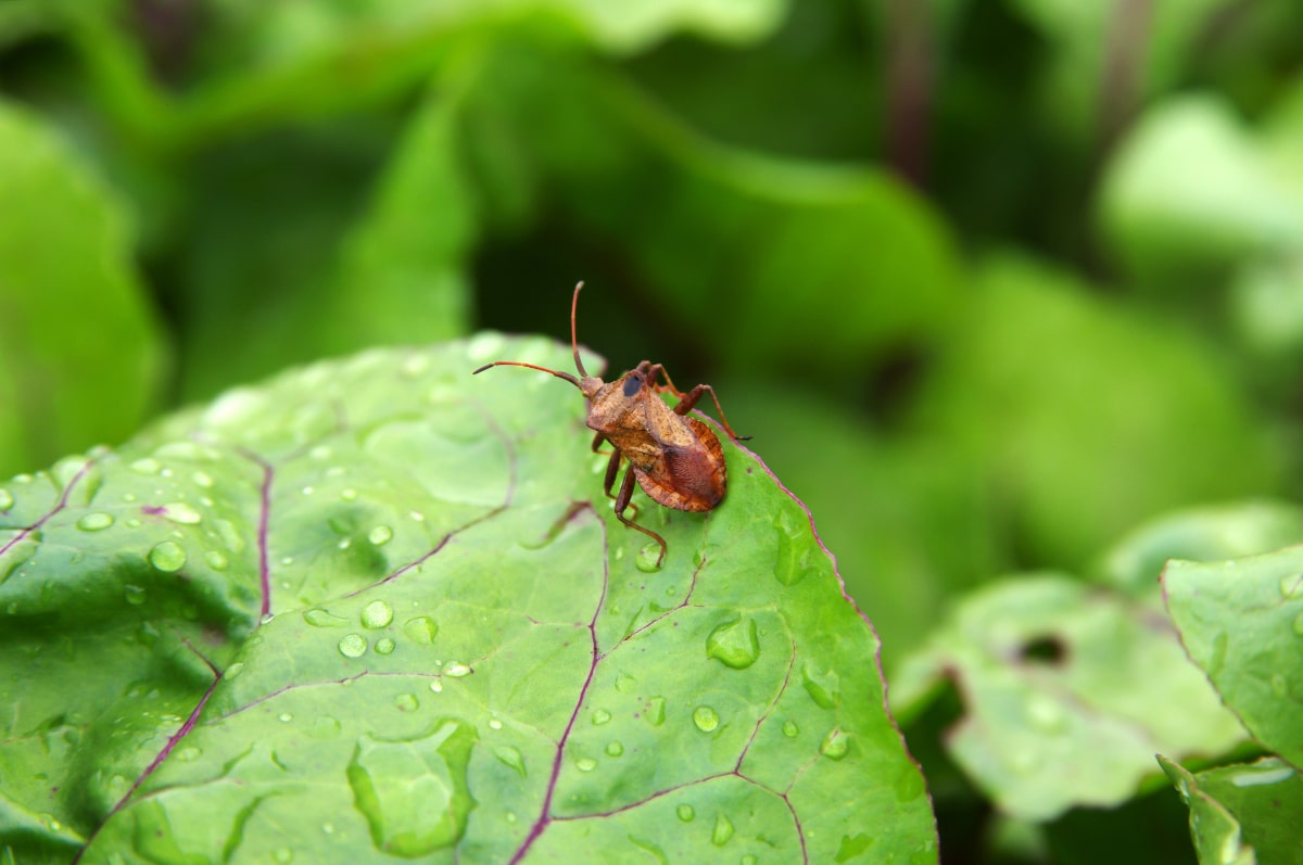 Squash Bugs