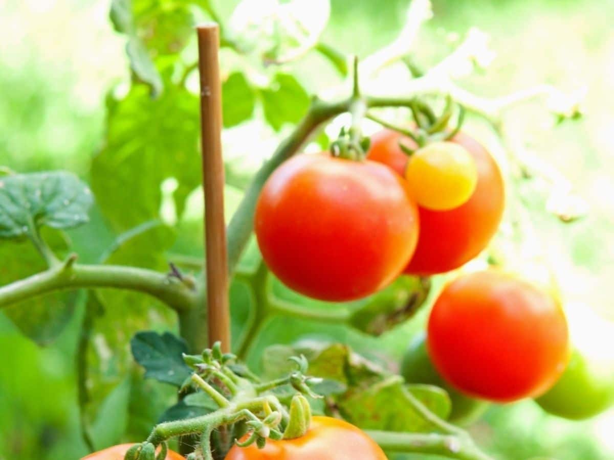 Staked Tomatoes