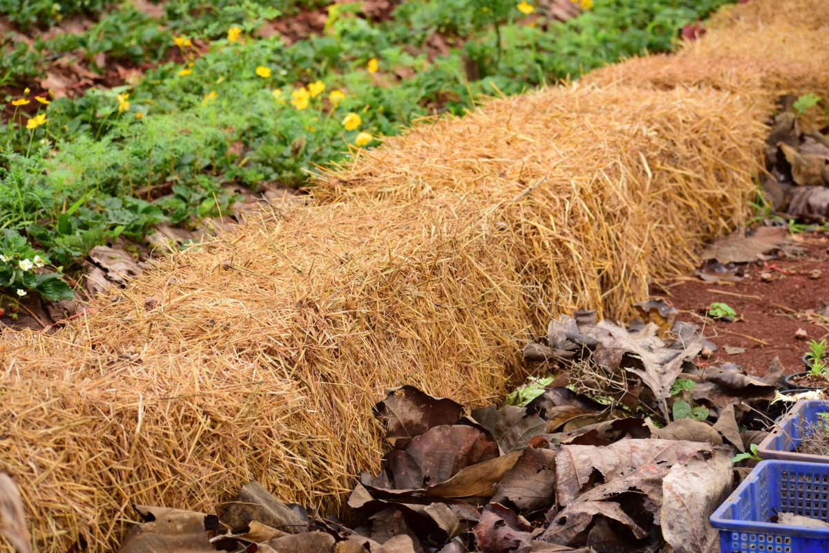 Plant Straw 