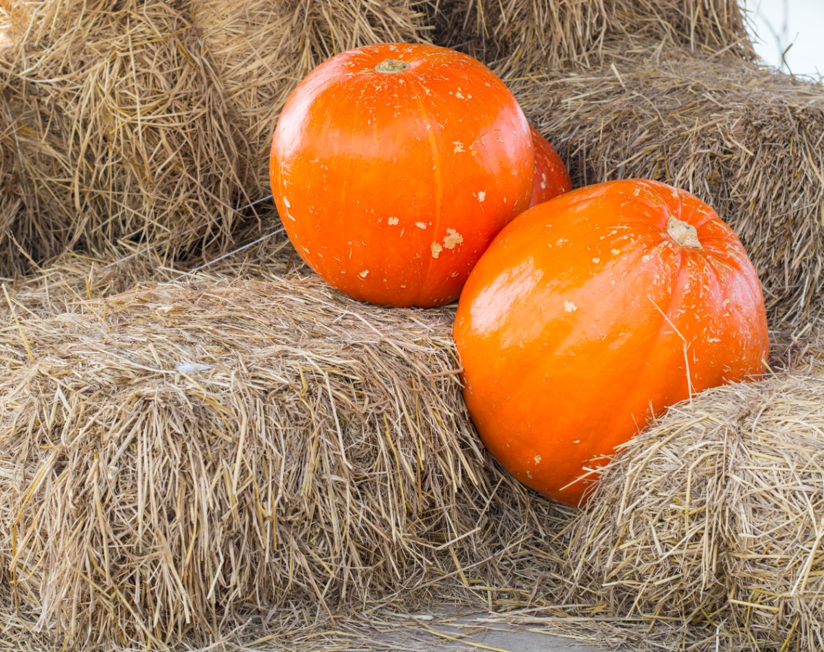 Straw bales are surprisingly good insulators for plants in wintertime