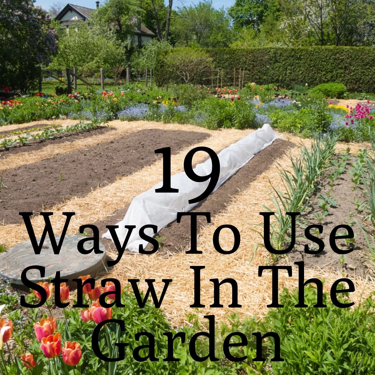 Putting Straw on a Garden for Winter: 11 Advantages