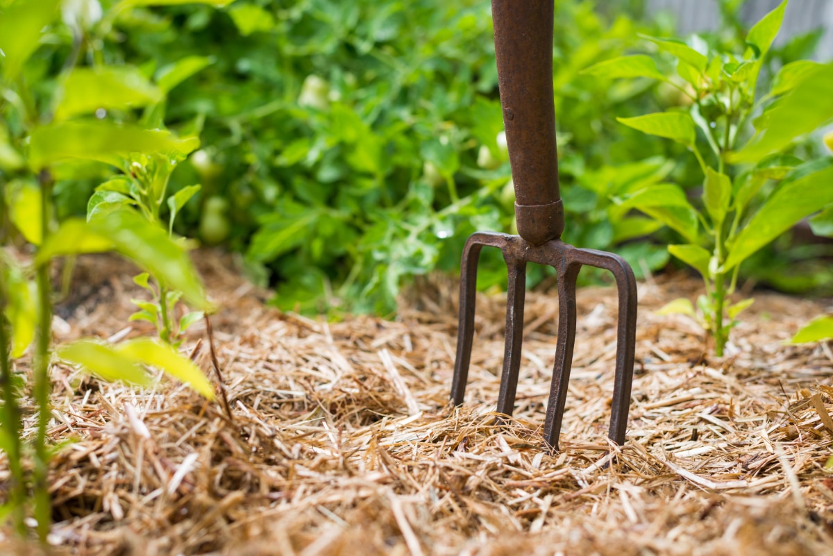 Straw mulch more