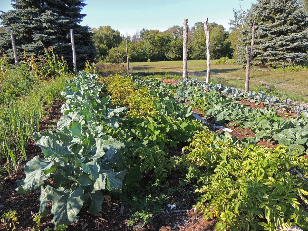 Putting Straw on a Garden for Winter: 11 Advantages