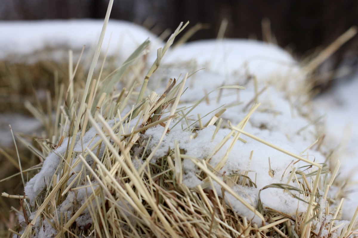 Straw and snow