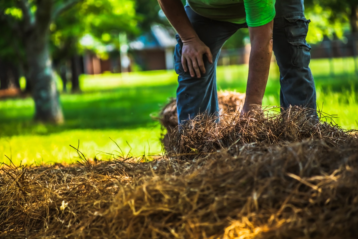 Putting Straw on a Garden for Winter: 11 Advantages