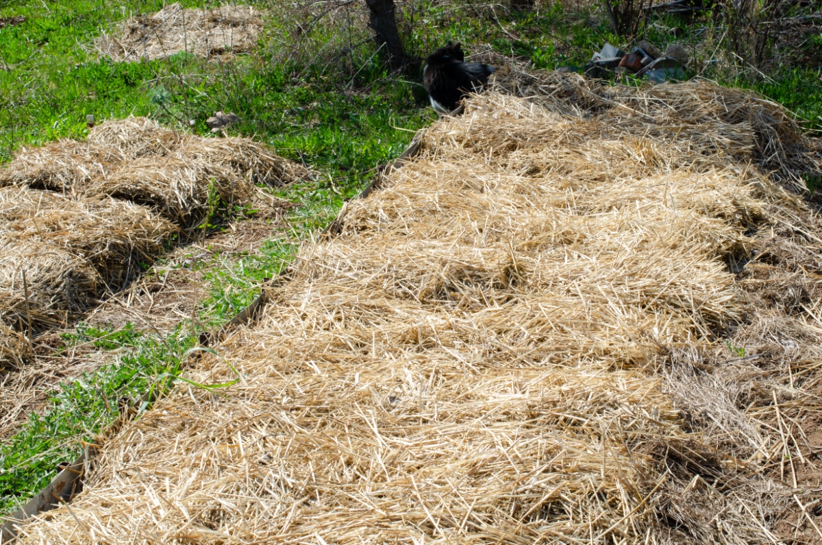 Straw covered ground