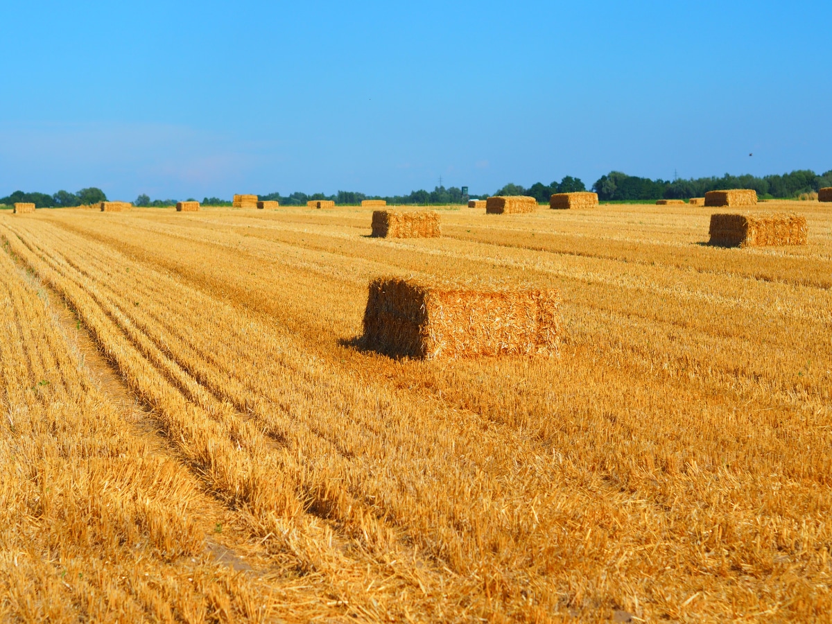 Straw farm