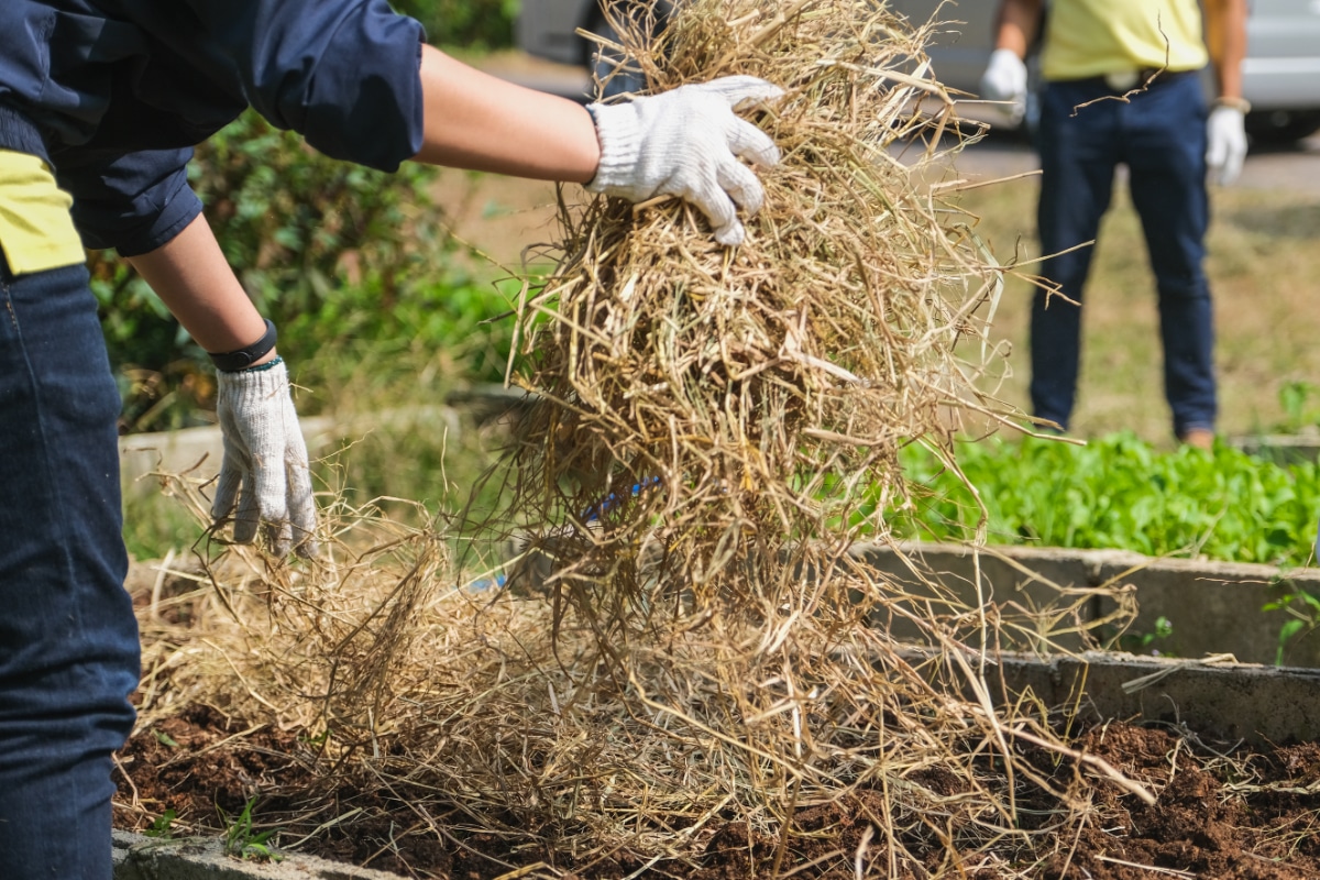 Straw in Compost