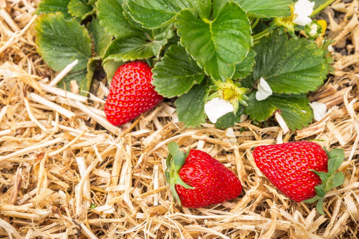 Cover strawberries with straw for the winter