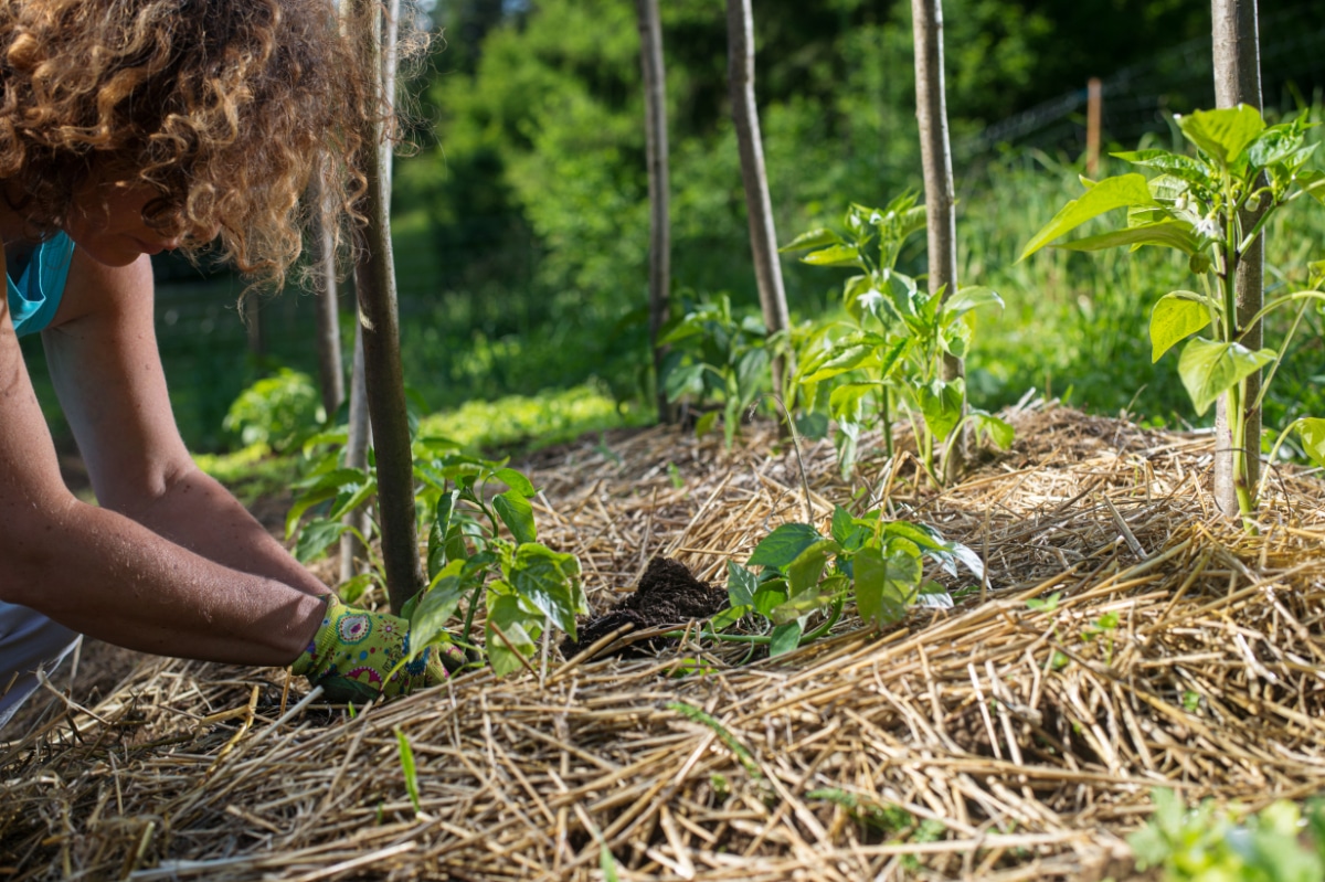 Straw with peppers