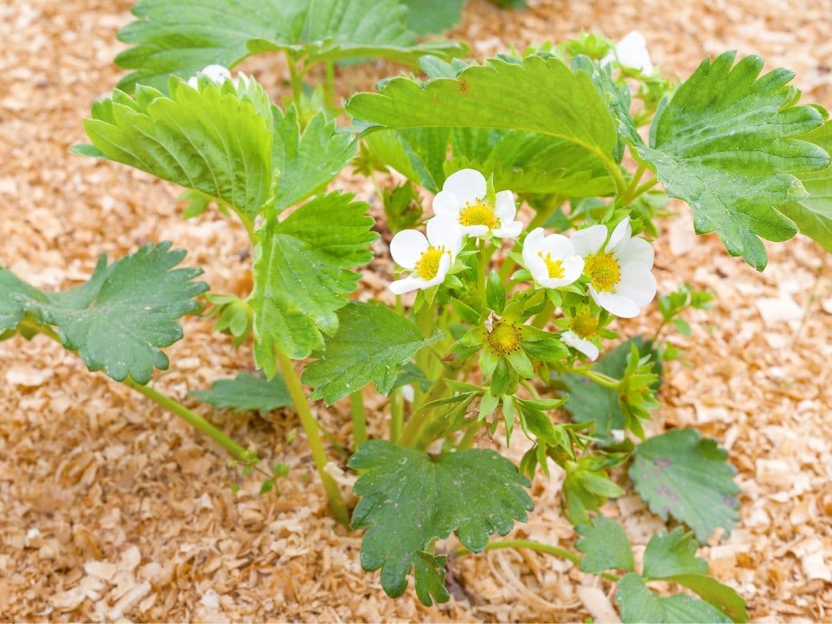 Strawberry plants and sawdust