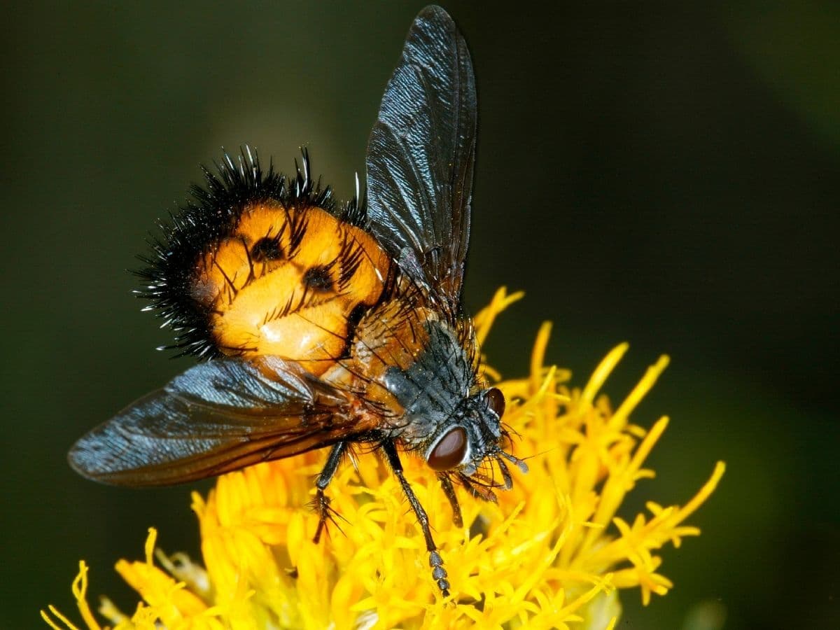 Tachnid fly