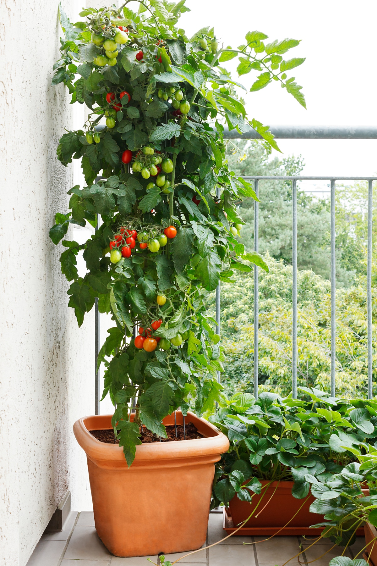 Tall Tomato plant