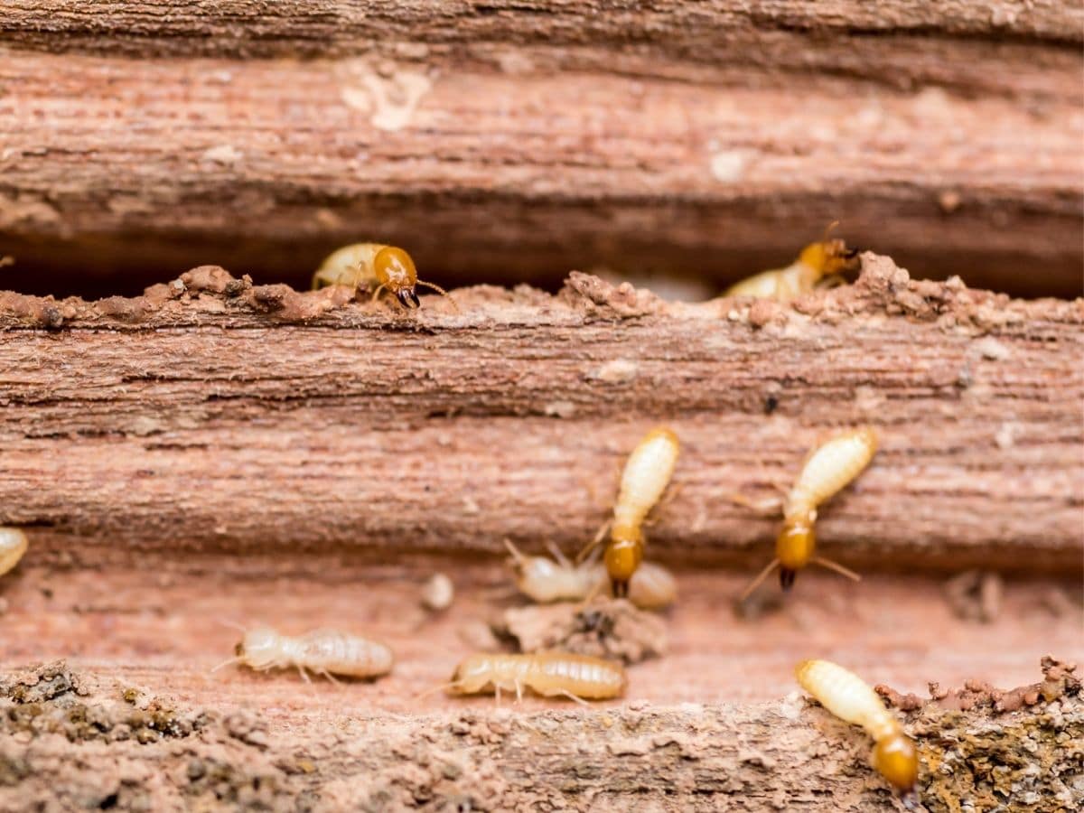 Termites