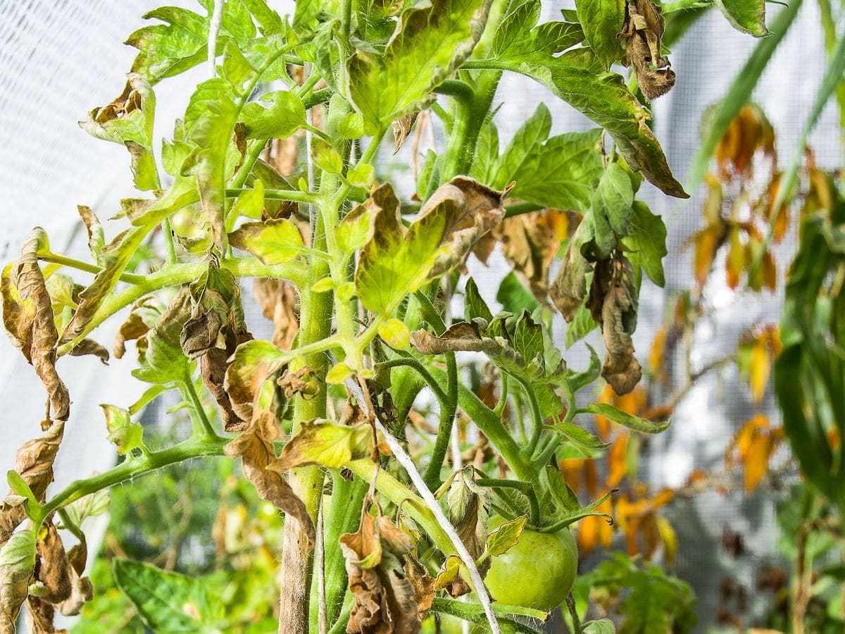 does baking soda kill tomato blight