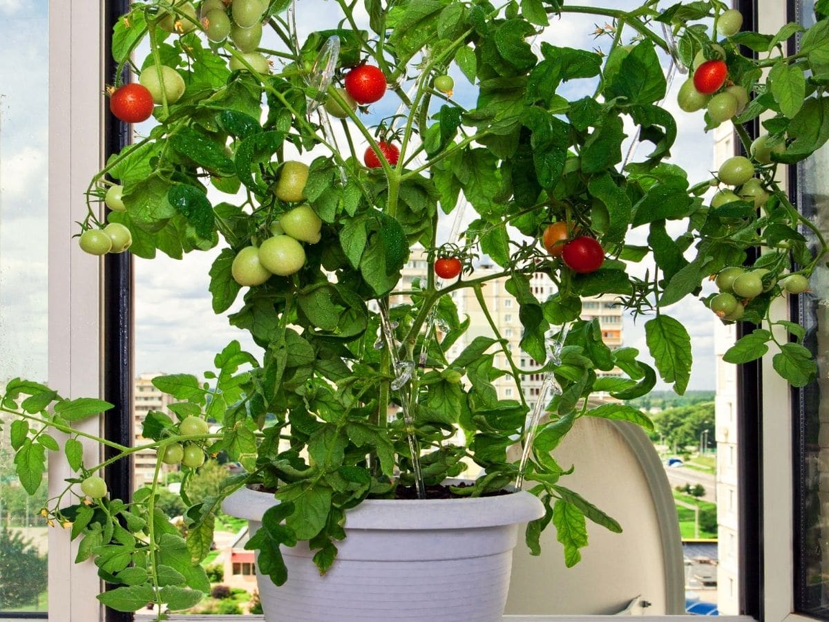 Potted tomato plant