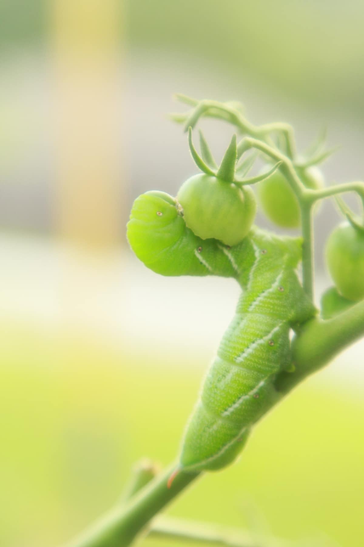 Tomato Hornworm