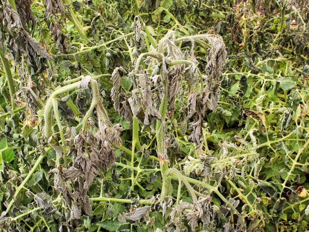 Frozen Tomato Plant