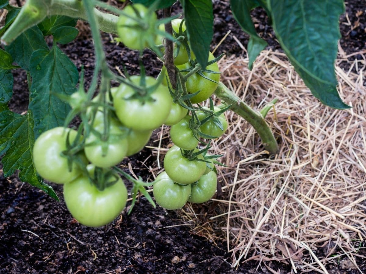 Tomatoes with Mulch