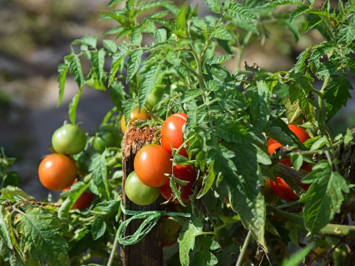 Tomato Plant