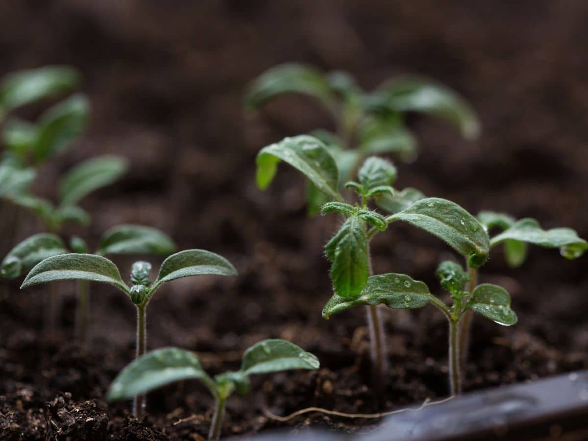 tomato seedlings not growing