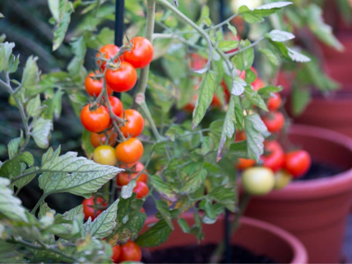 Tomato vine