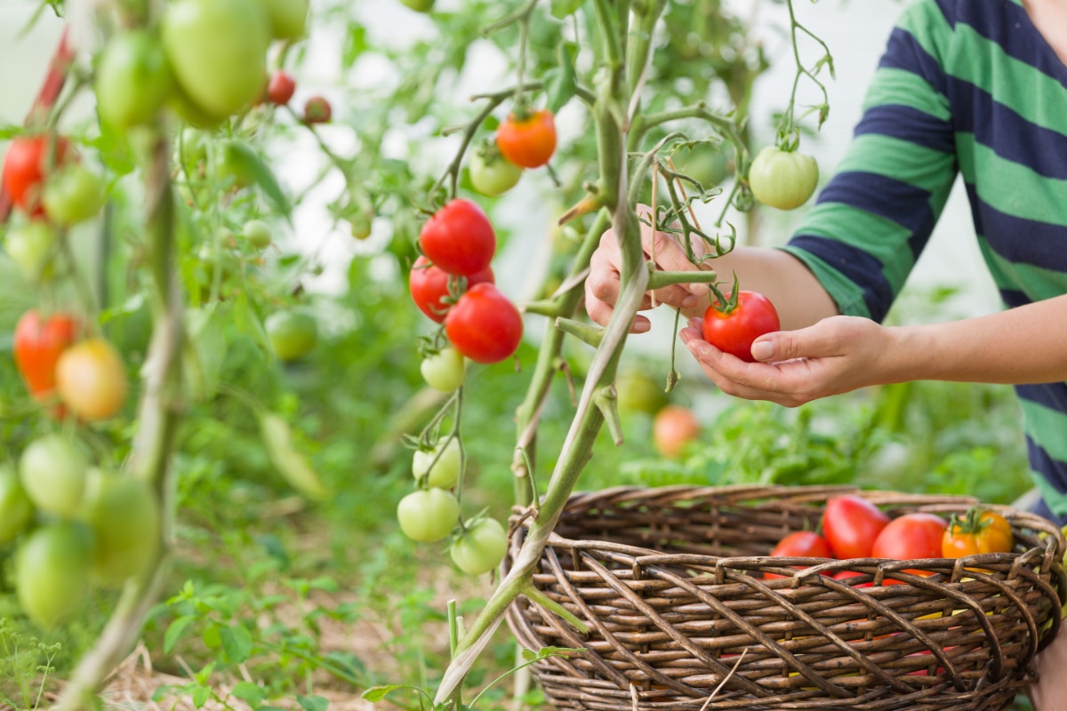 Tomato garden