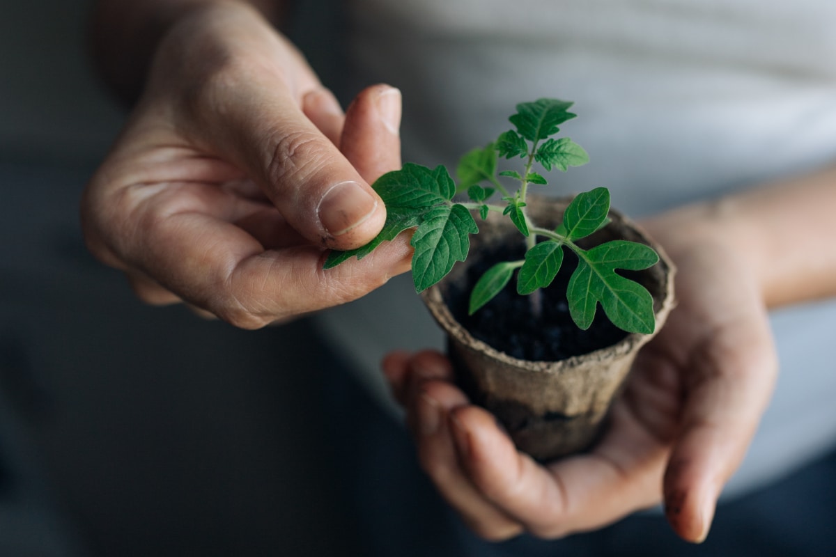 Tomato seedling