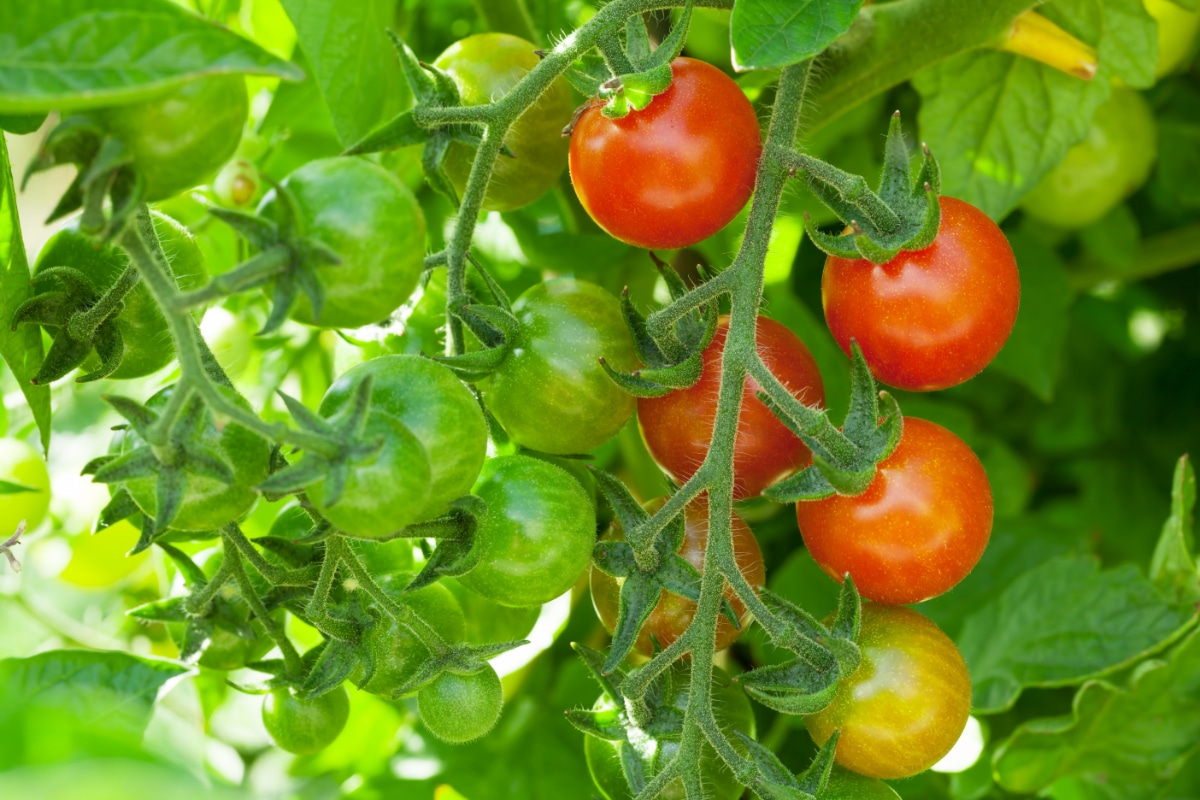 Tomatoes on the Vine