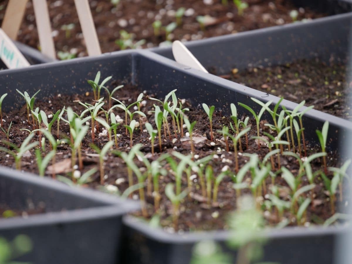 Tray of seedlings