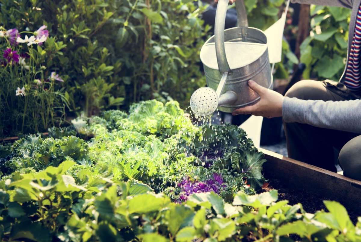 Vegetable Garden