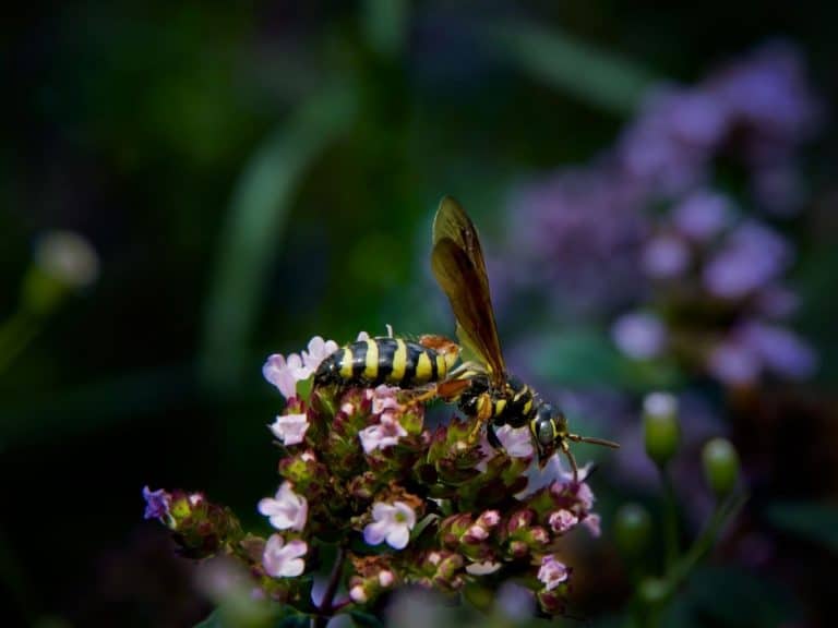19 Garden Helper Insects + How to Attract Them Gardening