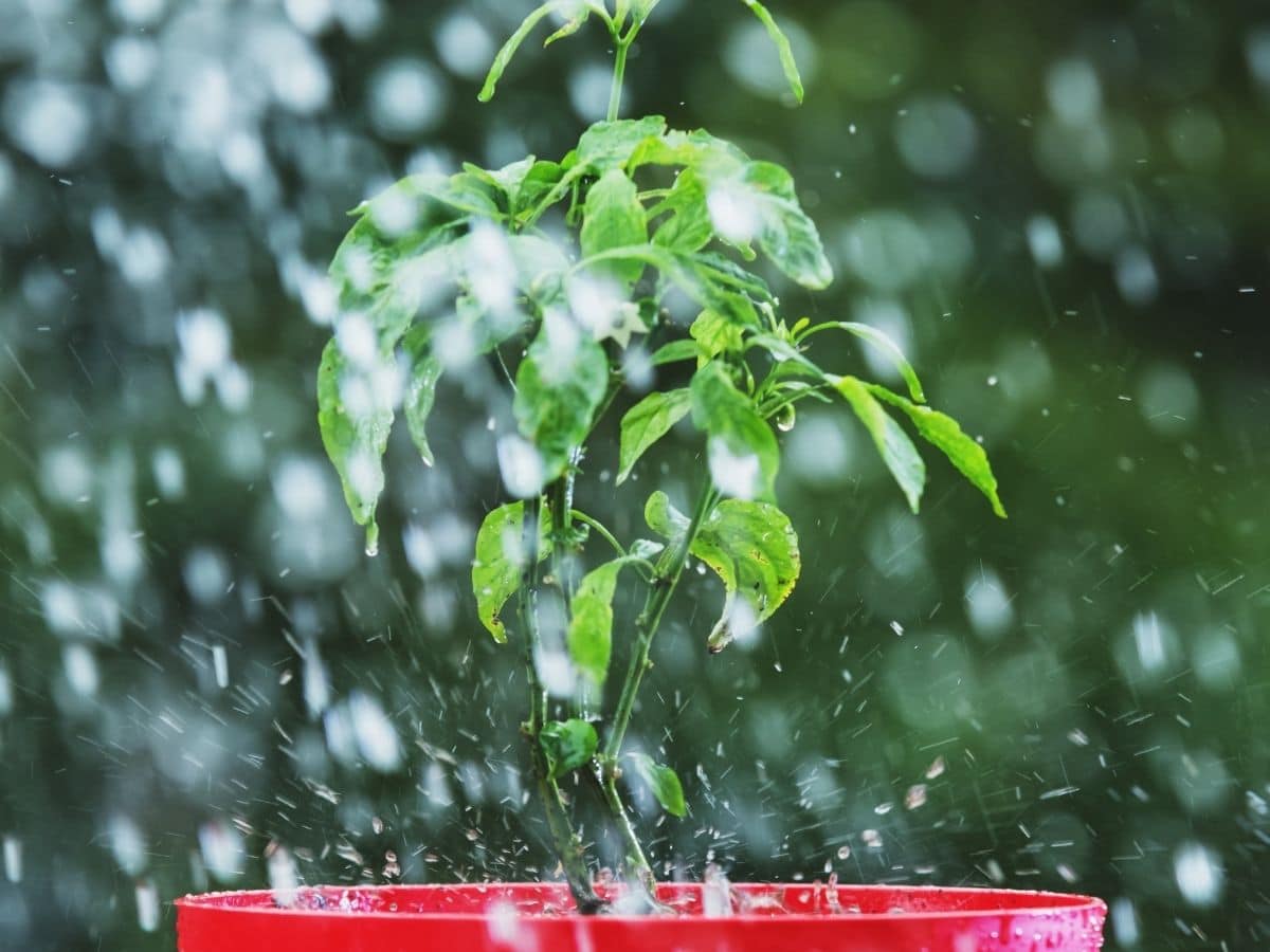 Watering Tomatoes Badly