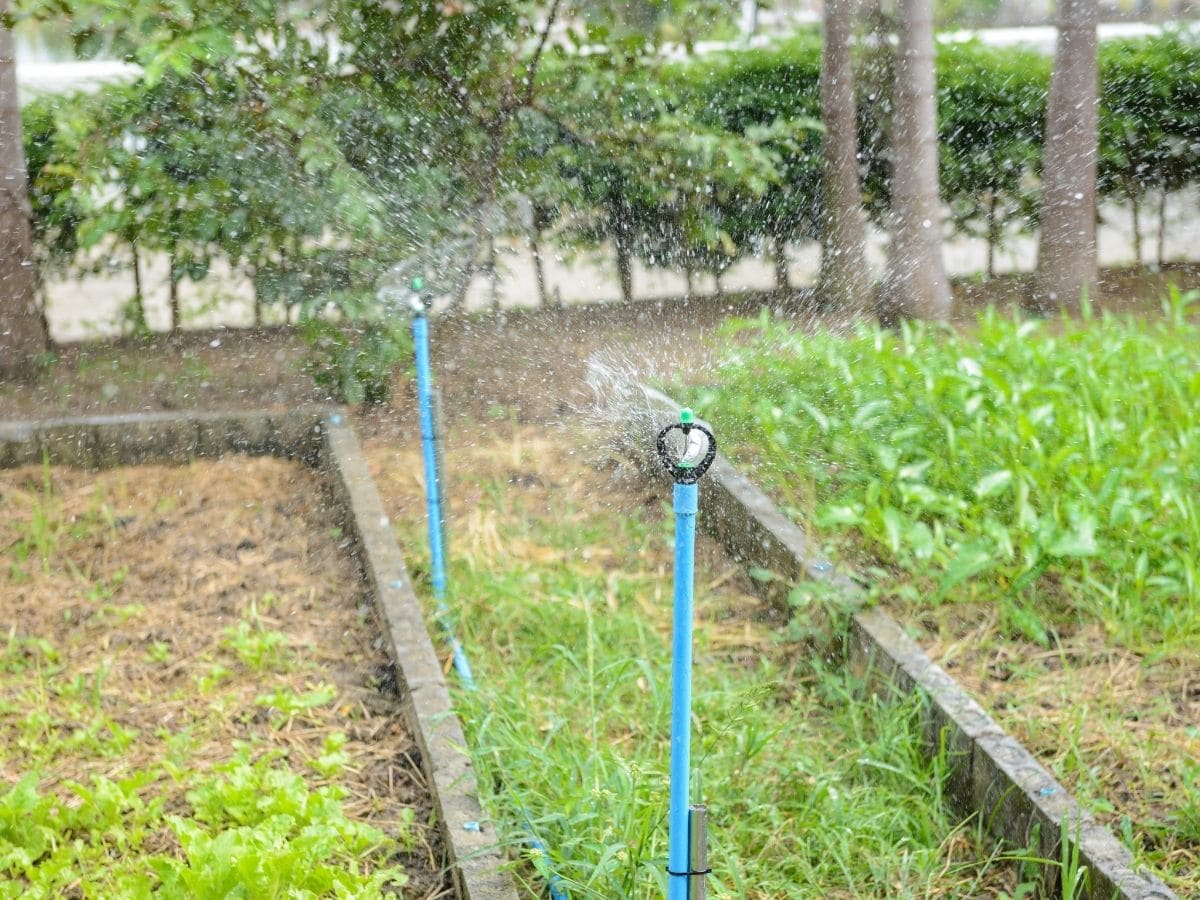 Water Raised Bed