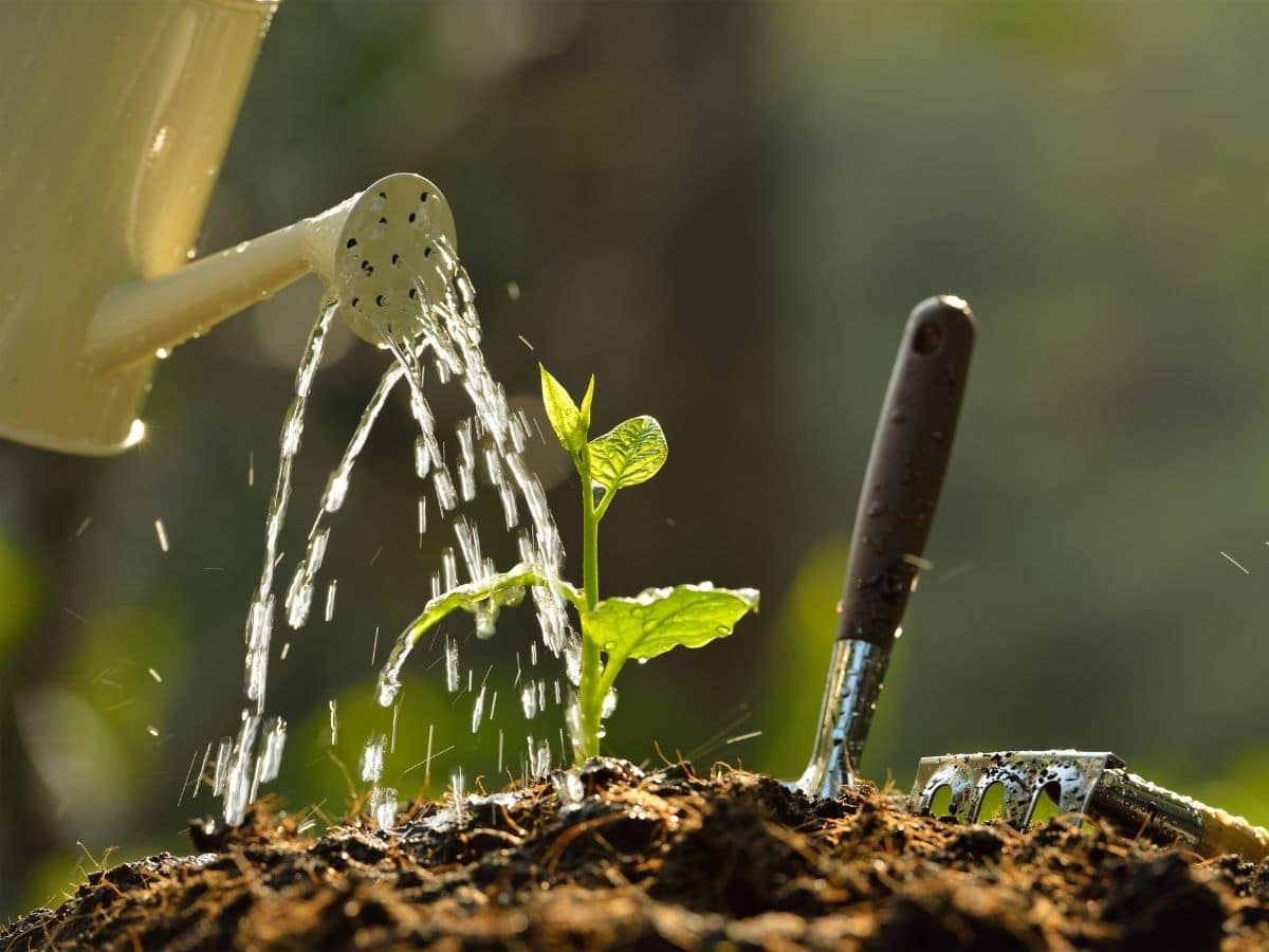 Watering plant