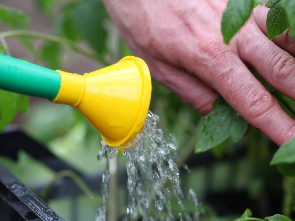 Water tomatoes