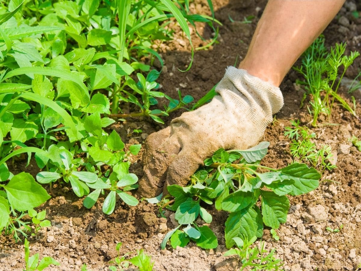 Pulling Weeds