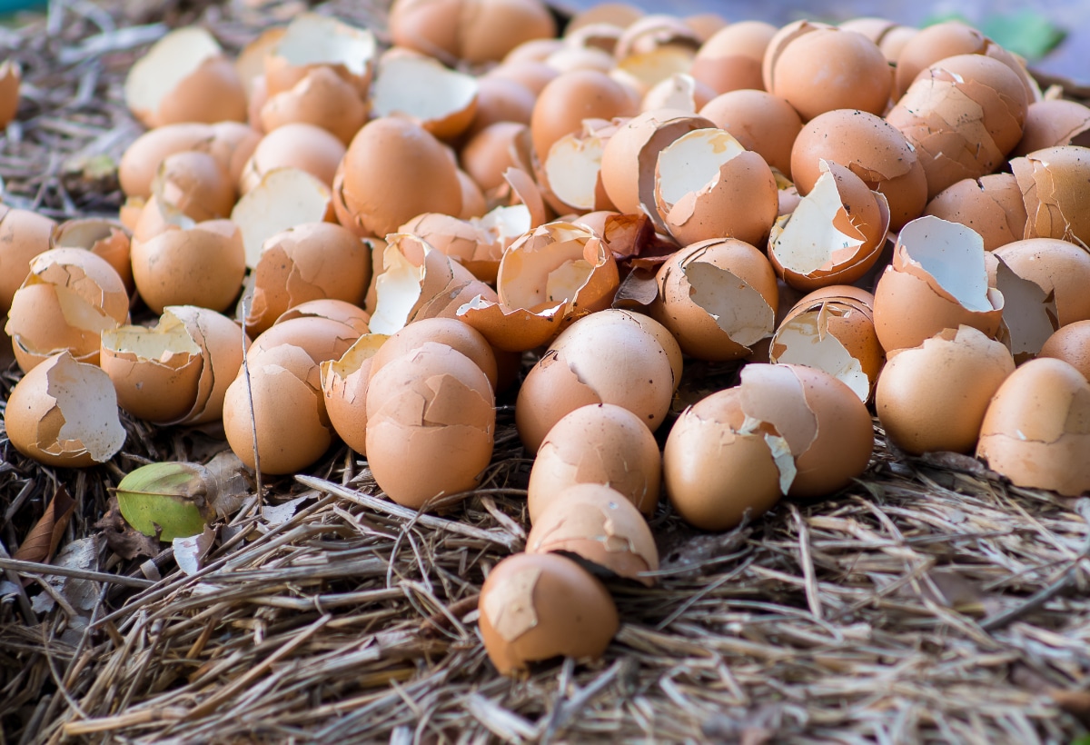 Whole Eggshell in Garden