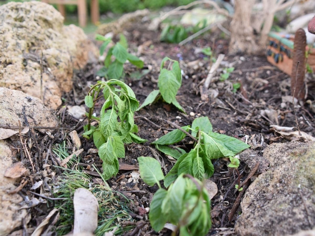 wilted plants